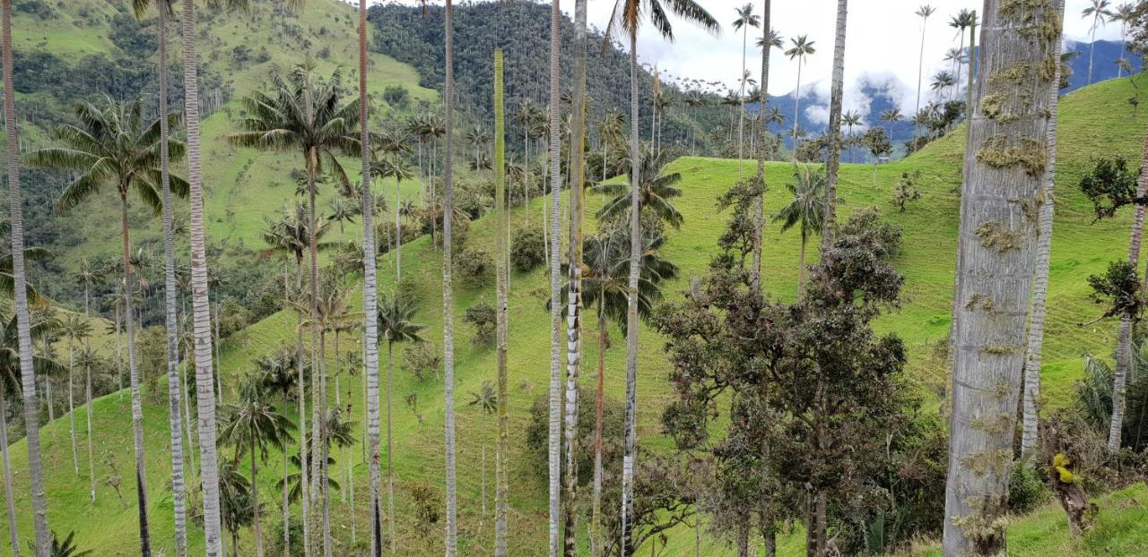 Posada Martha Tolima Salento Eksteriør billede