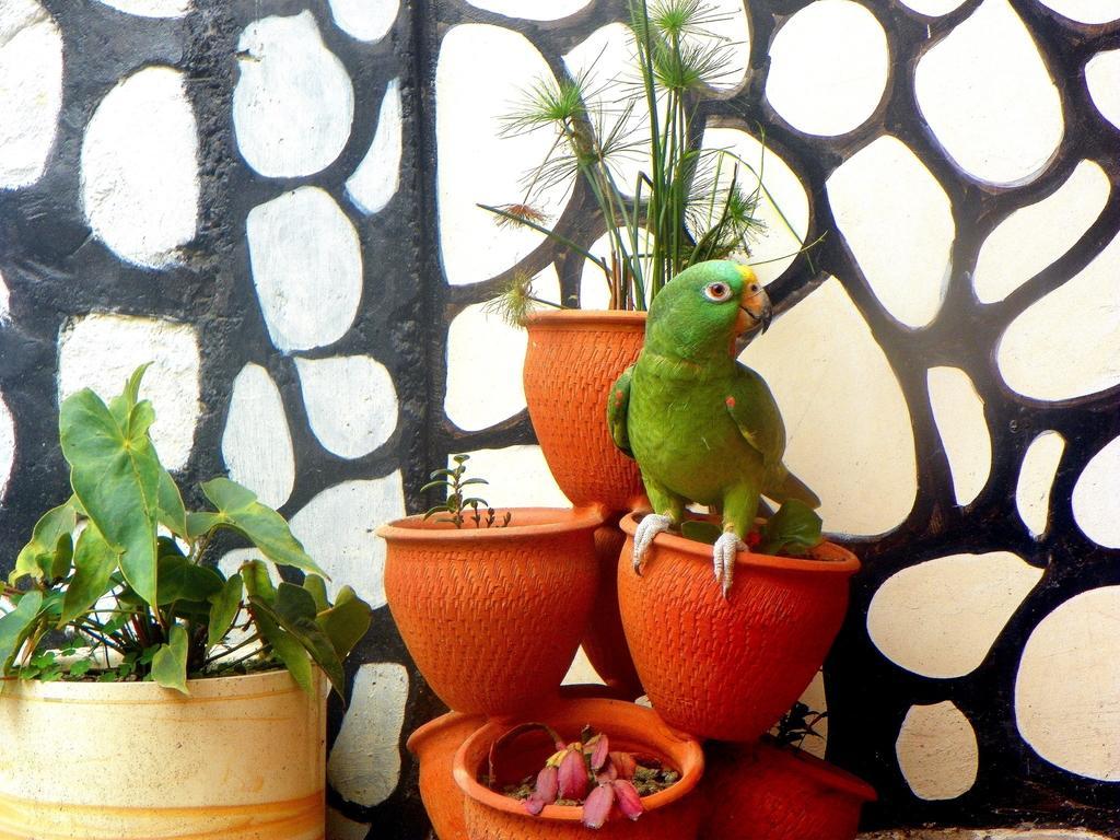 Posada Martha Tolima Salento Værelse billede